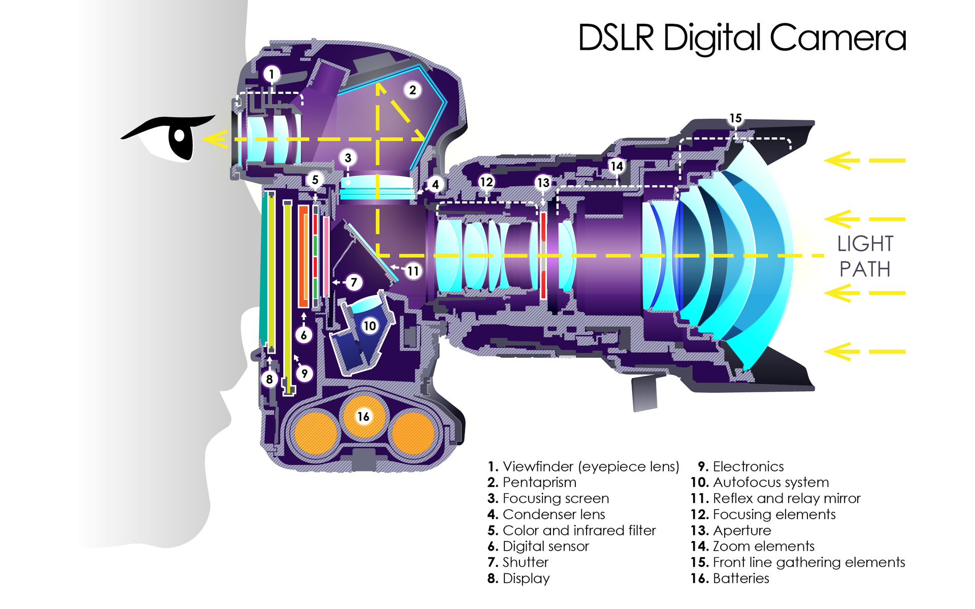 A cutaway diagram of a digital SLR camera, showing the lens, mirror, prism and sensor and the path light takes through them